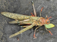 Tropidacris cristata