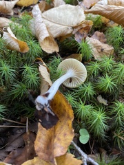 Cuphophyllus virgineus