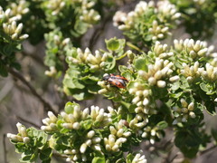 Baccharis vernalis