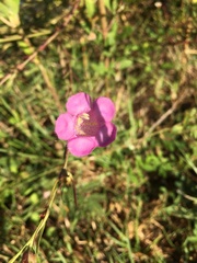 Agalinis heterophylla