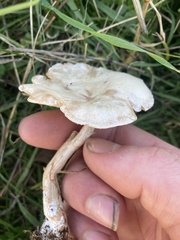 Clitocybe