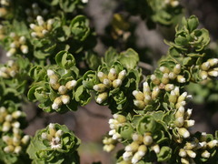 Baccharis vernalis