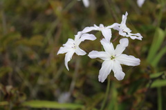 Leucocoryne coquimbensis