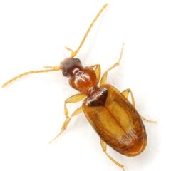 Axinopalpus fusciceps