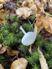 Cuphophyllus virgineus