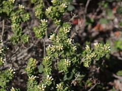 Baccharis vernalis