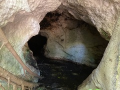 Artibeus jamaicensis