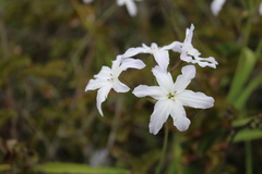 Leucocoryne coquimbensis