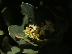 Citronella mucronata