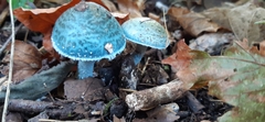 Stropharia caerulea