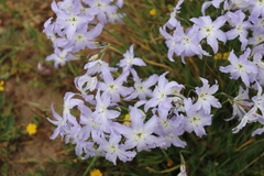 Leucocoryne coquimbensis