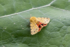 Diacrisia purpurata