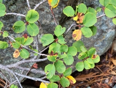 Amelanchier utahensis