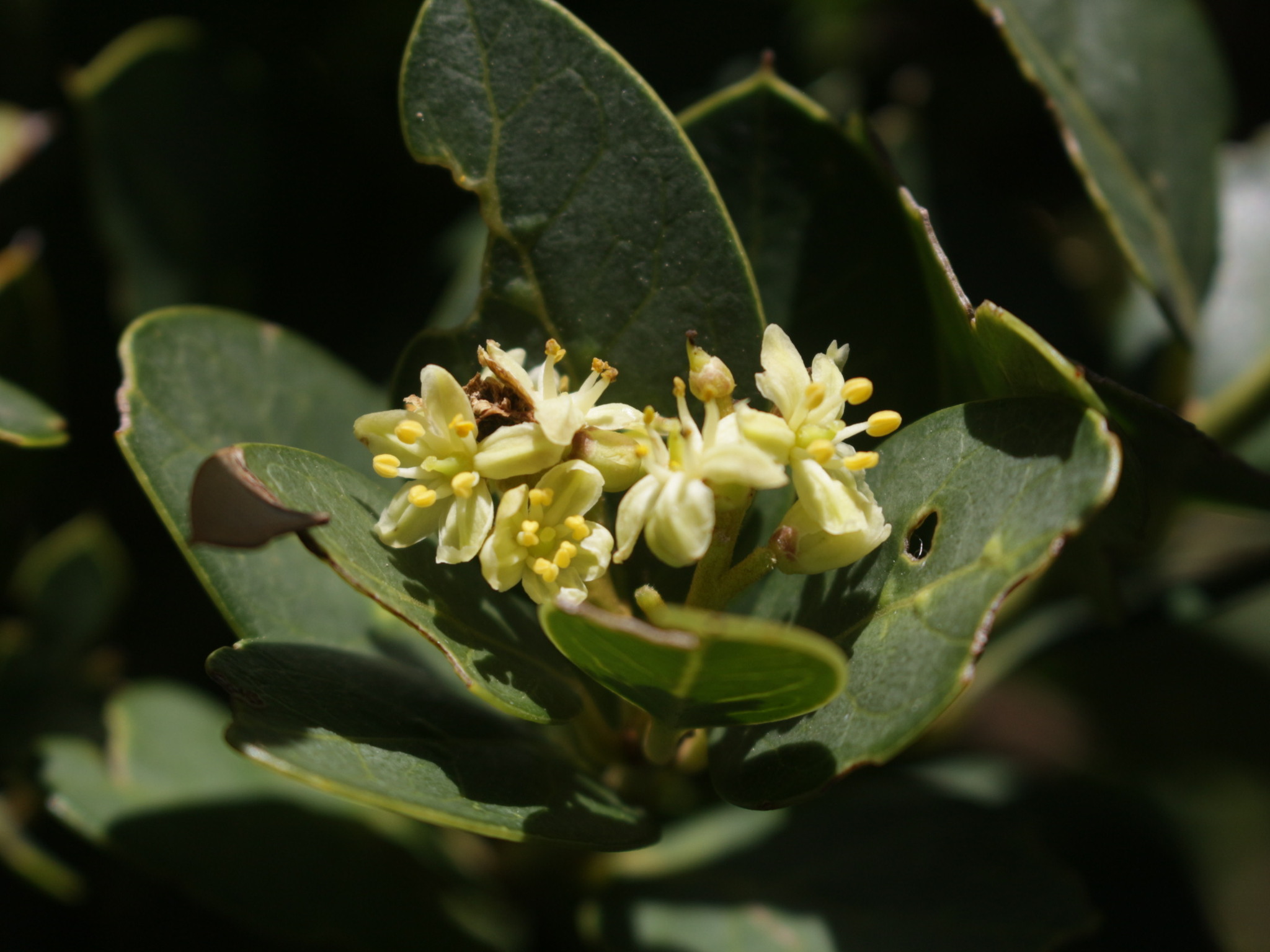 Aquifoliales