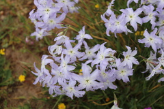 Leucocoryne coquimbensis