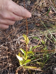 Penstemon multiflorus