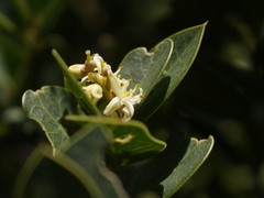 Citronella mucronata