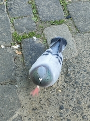 Columba livia domestica