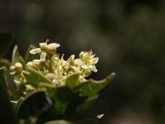 Citronella mucronata