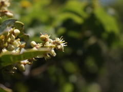 Citronella mucronata