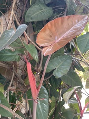 Philodendron erubescens