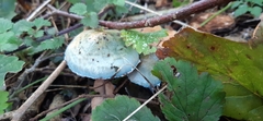 Stropharia caerulea