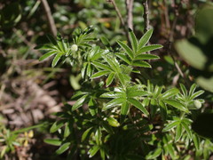 Acaena argentea