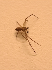 Thomisidae