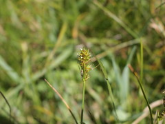 Carex bracteosa