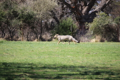 Lycalopex gymnocercus