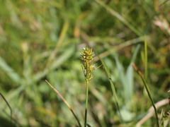 Carex bracteosa
