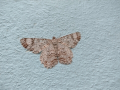 Epimecis