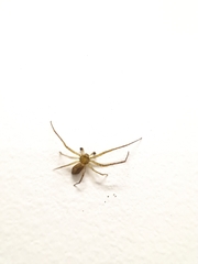 Thomisidae