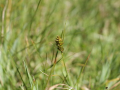 Carex bracteosa