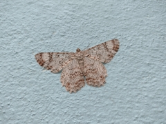 Epimecis