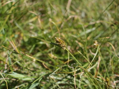 Carex bracteosa