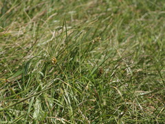 Carex bracteosa