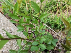Ulmus