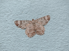 Epimecis