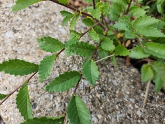 Ulmus