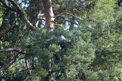 Circaetus gallicus