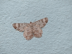 Epimecis