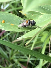 Eristalina