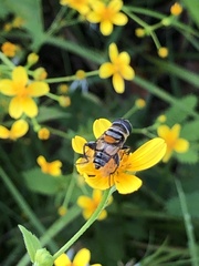 Eristalina