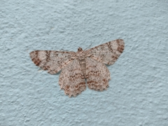 Epimecis
