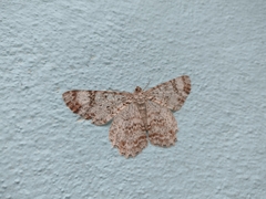 Epimecis