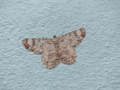 Epimecis