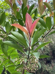 Ardisia