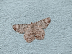 Epimecis