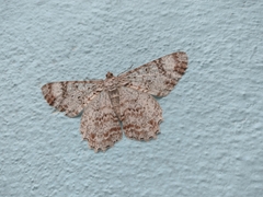 Epimecis